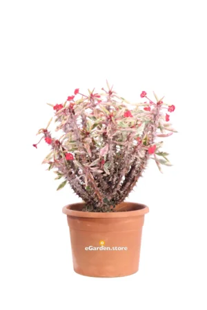 Spina di Cristo - Euphorbia Milii variegata Rosso v24 egarden.store online
