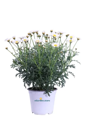 Margherita Delle Canarie Bianca - Argyranthemum v14 egarden.store online