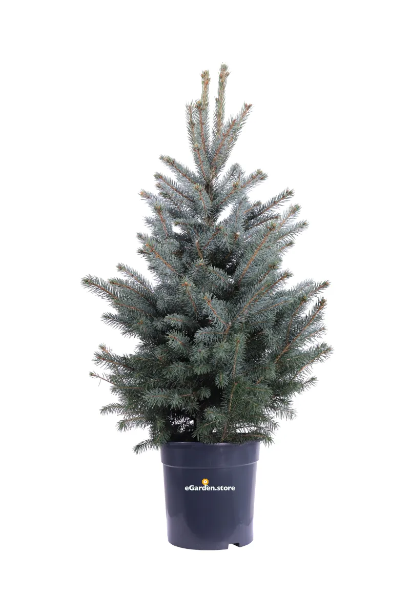 Abete Blu - Picea Pungens Blue v25 egarden.store online