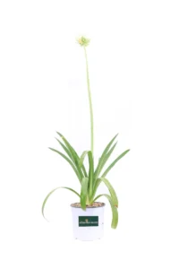 Agapanthus Africanus Alba v17 egarden.store online