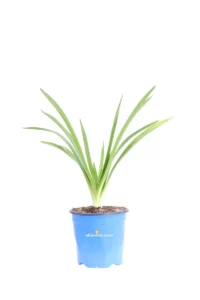 Agapanto - Agapanthus Africanus v17 egarden.store online