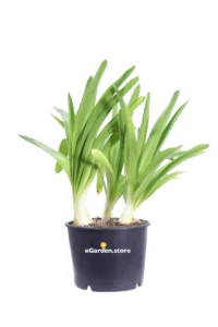 Agapanto - Agapanthus Africanus v24 egarden.store online