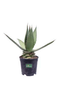 Agave Angustifolia v20 egarden.store online