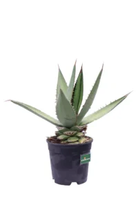 Agave Angustifolia v20 egarden.store online