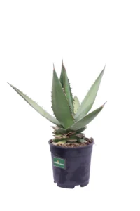 Agave Angustifolia v20 egarden.store online