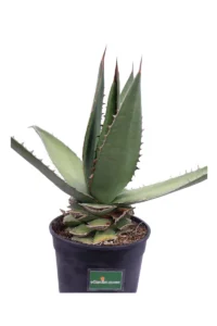Agave Angustifolia v20 egarden.store online
