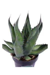 Agave Ferox v22 egarden.store online