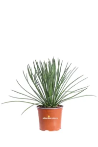 Agave Geminiflora v15 egarden.store online