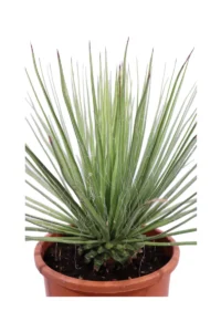 Agave Geminiflora v30 egarden.store online