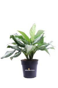 Aglaonema Silver Bay v17 egarden.store online