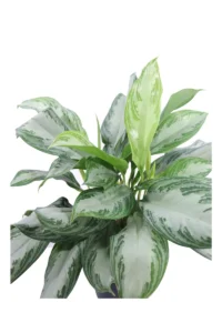 Aglaonema Silver Bay v17 egarden.store online
