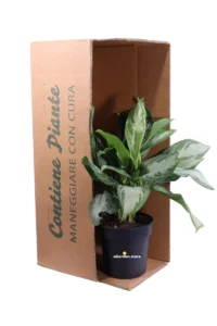 Aglaonema Silver Bay v17 egarden.store online