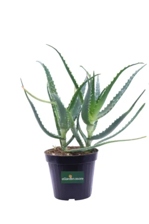 Aloe Arborescens v14 egarden.store online