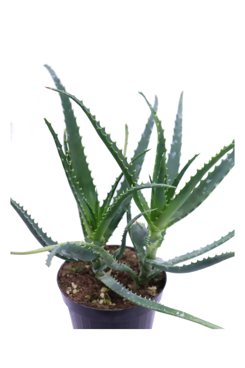 Aloe Arborescens v14 egarden.store online