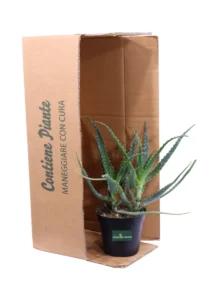 Aloe Arborescens v14 egarden.store online