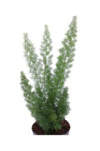 Asparagus Densiflorus v12 egarden.store online