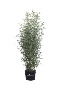 Bamboo Verde - Phyllostachys Bissettii v26 egarden.store online