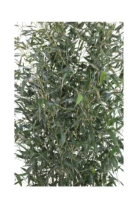 Bamboo Verde - Phyllostachys Bissettii