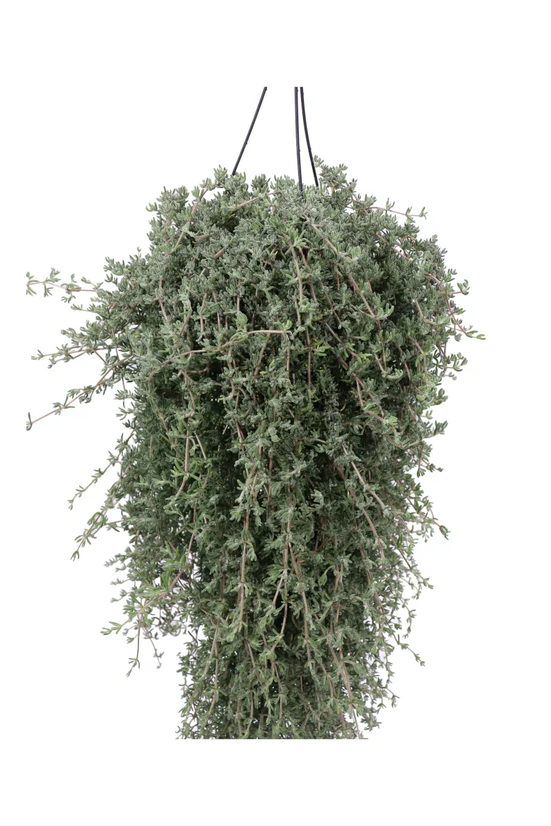Barba di Giove - Drosanthemum Hispidum