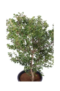 Buxus Microphylla Faulkner v24 egarden.store online