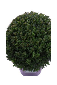 Buxus Sempervirens Palla v24 egarden.store online