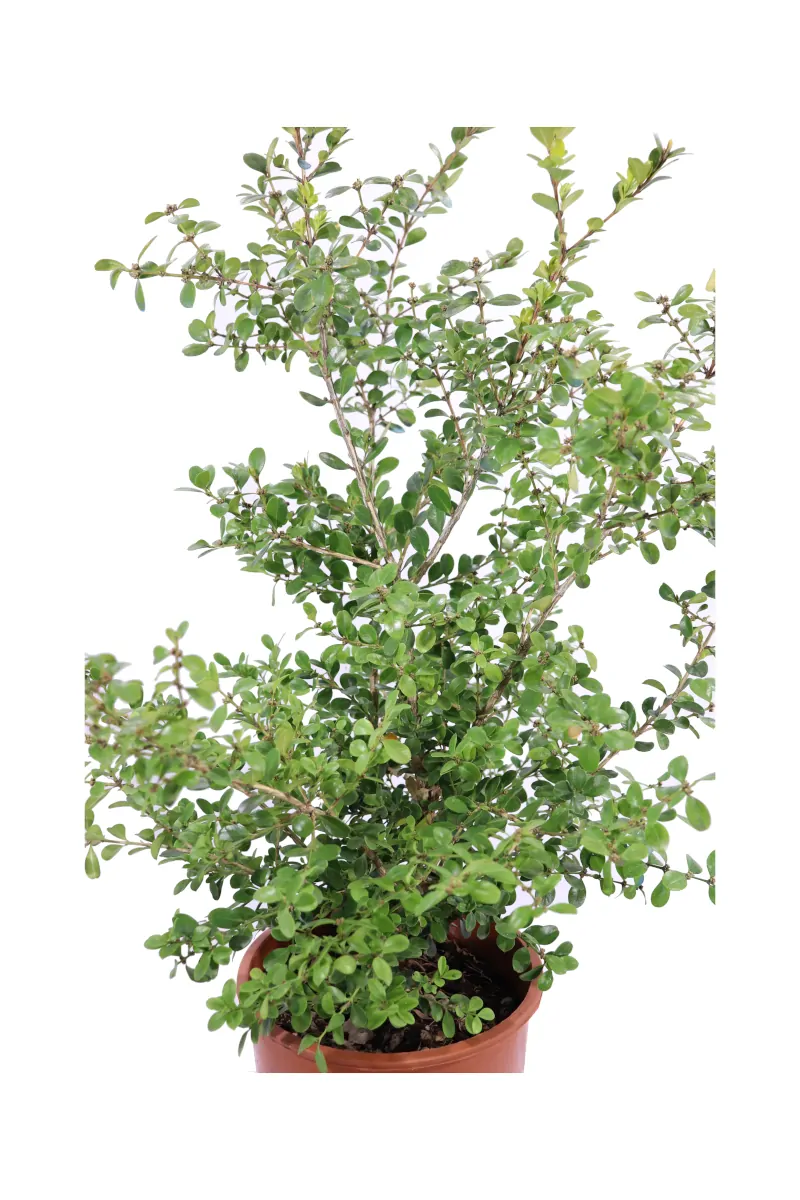 Buxus Sempervirens Rotundifolia v24 egarden.store online