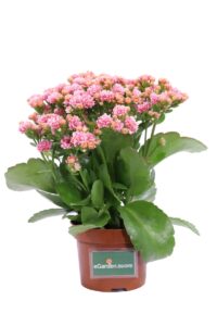 Calandiva Rosa v12 egarden.store online