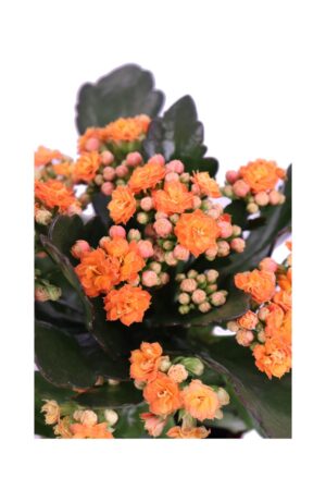 Calandiva arancione v12 egarden.store online