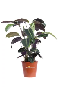 Calathea Undulata Maui Queen v19 egarden.store 1 Calathea Undulata Maui Queen v19 egarden.store online