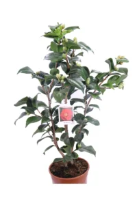 Camelia Japonica - Dr. Burnside v19 egarden.store online