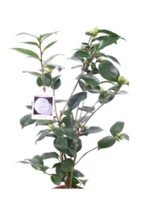 Camelia Japonica - Nuccio's Gem v19 egarden.store online