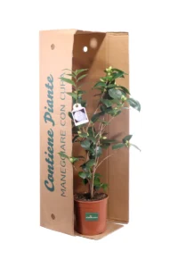 Camelia Japonica - Nuccio's Gem v19 egarden.store online