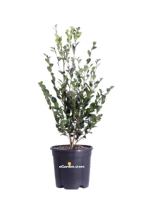 Camelia Sasanqua - Yuletide v24 egarden.store online