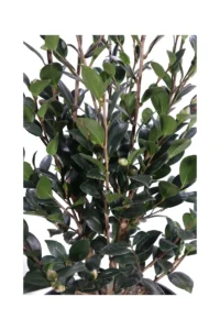 Camelia Sasanqua - Yuletide v24 egarden.store online