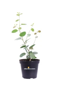 Cappero - Capparis Spinosa v14 egarden.store online