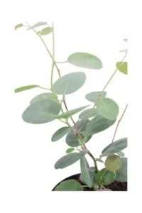 Cappero - Capparis Spinosa v14 egarden.store online