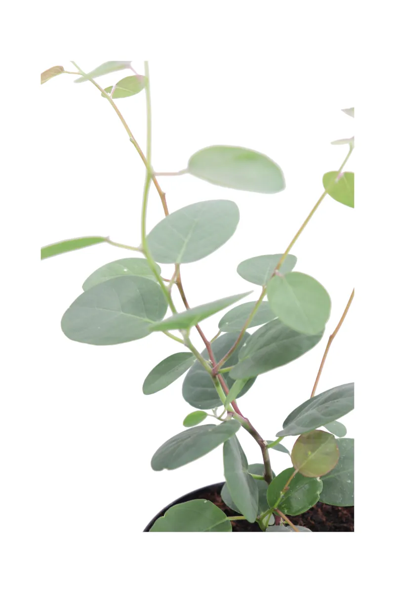 Cappero - Capparis Spinosa v14 egarden.store online