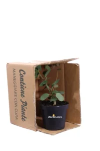 Cappero - Capparis Spinosa v14 egarden.store online