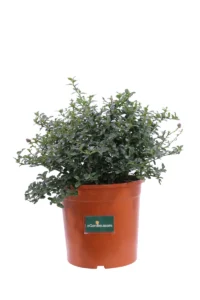 Ceanothus Thyrsiflorus Repens v24 egarden.store 1 Ceanothus Thyrsiflorus Repens v24 egarden.store online