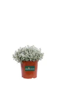 Cerastio - Cerastium Tomentosum v16 egarden.store online