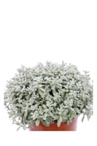 Cerastio - Cerastium Tomentosum v16 egarden.store online
