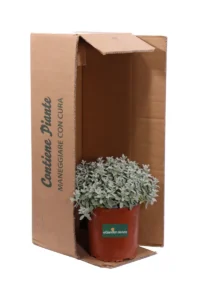 Cerastio - Cerastium Tomentosum v16 egarden.store online