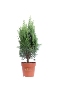 Chamaecyparis Lawsoniana Columnaris v13 egarden.store online