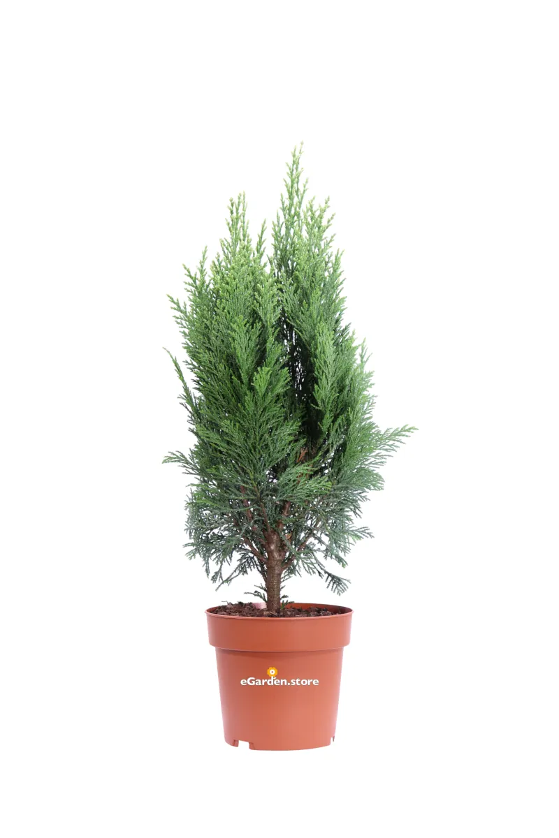 Chamaecyparis Lawsoniana Columnaris v13 egarden.store online