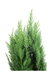 Chamaecyparis Lawsoniana Columnaris v13 egarden.store online
