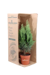 Chamaecyparis Lawsoniana Columnaris v13 egarden.store online