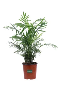 Chamaedorea Elegans v17 egarden.store online