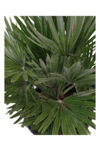 Chamaerops Humilis Compacta v24 egarden.store online