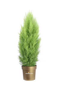 Cipresso - Cupressus Macrocarpa Goldcrest v27 egarden.store online