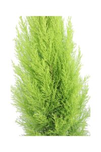 Cipresso Goldcrest v24 egarden.store online